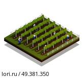 Viticulture isometric composition farmers engaged in harvesting on grape plantation isometric vector illustration. Viticulture Isometric Composition. Стоковая иллюстрация, агентство Ingram Publishing / Фотобанк Лори