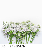 Pretty white and green flowers on white background, top view. Floral layout or card for wedding or other holidays with copy space. Стоковое фото, агентство Ingram Publishing / Фотобанк Лори