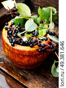 Aronia melanocarpa or black chokeberry with leaves.Herbalist. Chokeberry with leaf. Стоковое фото, агентство Ingram Publishing / Фотобанк Лори