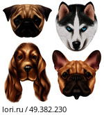 Colored and isolated realistic dog breed icon set with four cute canine muzzles vector illustration. Realistic Dog Breed Icon Set. Стоковая иллюстрация, агентство Ingram Publishing / Фотобанк Лори