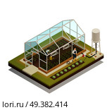 Greenhouse cable-supported irrigation facilities isometric composition with gardeners watering plants with hose and waterpot vector illustration . Greenhouse Facility Irrigation Isometric Composition . Стоковая иллюстрация, агентство Ingram Publishing / Фотобанк Лори