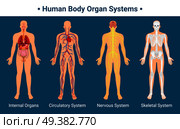 Human body internal organs circulatory nervous and skeletal systems anatomy and physiology flat educative poster vector illustration. Human Body Organ Systems Poster. Стоковая иллюстрация, агентство Ingram Publishing / Фотобанк Лори