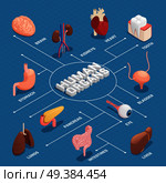 Human organs anatomy isometric flowchart with pancreas stomach liver heart eye tooth lungs brain kidneys vector illustration . Human Organs Isometric Flowchart. Стоковая иллюстрация, агентство Ingram Publishing / Фотобанк Лори