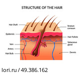 Human hair anatomy infographics with cross section of skin layers hair follicle bulb and shaft and sebaceous gland realistic vector illustration. Realistic Human Hair Anatomy Infographics. Стоковая иллюстрация, агентство Ingram Publishing / Фотобанк Лори