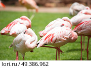 pink flamingos walk on a green glade. Стоковое фото, агентство Ingram Publishing / Фотобанк Лори