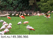 pink flamingos walk on a green glade. Стоковое фото, агентство Ingram Publishing / Фотобанк Лори