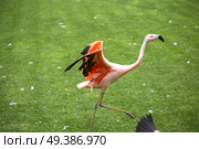 pink flamingos walk on a green glade. Стоковое фото, агентство Ingram Publishing / Фотобанк Лори
