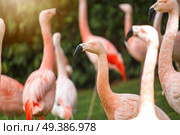 pink flamingos walk on a green glade. Стоковое фото, агентство Ingram Publishing / Фотобанк Лори