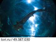 shark floats in an aquarium in Loro Park. Стоковое фото, агентство Ingram Publishing / Фотобанк Лори