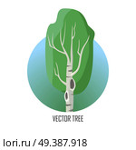 Vector tree. Birch isolated on white. Silver birch. hinleaved deciduous hardwood tree of genus Betula. Includes alders, hazels, hornbeams. Closely related to the beech oak family, Fagaceae. Vector. Vector Tree. Birch Isolated on White. Vector. Стоковая иллюстрация, агентство Ingram Publishing / Фотобанк Лори