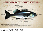 Fish Scheme Infographics. Стоковая иллюстрация, агентство Ingram Publishing / Фотобанк Лори