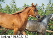 running arabian horses in the  paddock. Стоковое фото, агентство Ingram Publishing / Фотобанк Лори