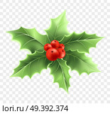 Christmas holly branch realistic illustration. Xmas decorative plant. Holly tree twig with green leaves and red berries. Ilex Aquifolium decoration. Greeting card design element. Isolated vector. Christmas holly branch realistic illustration. Стоковая иллюстрация, агентство Ingram Publishing / Фотобанк Лори