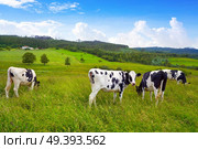 Friesian cows in Asturias meadow of Spain. Стоковое фото, агентство Ingram Publishing / Фотобанк Лори