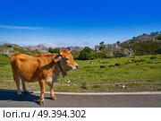 Picos de Europa in Asturias cows on the road in Spain. Стоковое фото, агентство Ingram Publishing / Фотобанк Лори