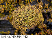 Barnacles in Ribadeo Galicia of Lugo Spain. Стоковое фото, агентство Ingram Publishing / Фотобанк Лори
