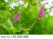 Dedalera flower Digitalis purpurea pink from Asturias in Spain. Стоковое фото, агентство Ingram Publishing / Фотобанк Лори