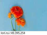 Orange ranunculus flowers on blue wooden background flat lay scene. Orange ranunculus flowers. Стоковое фото, агентство Ingram Publishing / Фотобанк Лори