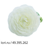 White ranunculus fresh flower bud isolated on white background. Pink and white ranunculus flowers. Стоковое фото, агентство Ingram Publishing / Фотобанк Лори