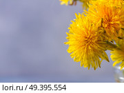 Fresh dandelions flowers close up on gray background with copy space. Fresh dandelions on gray background. Стоковое фото, агентство Ingram Publishing / Фотобанк Лори