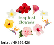 tropical flower, pile of blue hibiscus flowers isolated on white background. orange hibiscus flower. Стоковое фото, агентство Ingram Publishing / Фотобанк Лори
