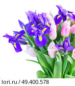 Bunch of blue irises and pik tulips close up isolated on white background. Blue irises and pik tulips. Стоковое фото, агентство Ingram Publishing / Фотобанк Лори