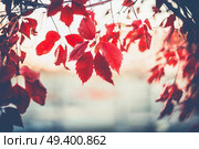 Autumn nature background with hanged Virginia creeper foliage, outdoor. Стоковое фото, агентство Ingram Publishing / Фотобанк Лори