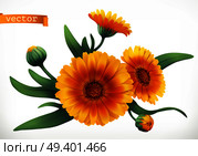 Calendula. 3d realistic vector icon. Стоковая иллюстрация, агентство Ingram Publishing / Фотобанк Лори