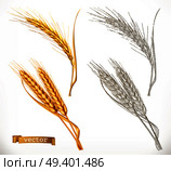 Ears of wheat. 3d realism and engraving styles. Vector illustration. Стоковая иллюстрация, агентство Ingram Publishing / Фотобанк Лори