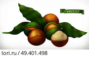 Macadamia. 3d realistic vector icon. Стоковая иллюстрация, агентство Ingram Publishing / Фотобанк Лори