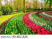 Colorful growing tulips curved stripes flowerbed at spring day. Rows of tulip flowers. Стоковое фото, агентство Ingram Publishing / Фотобанк Лори