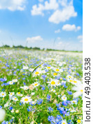 Blue corflower and camomile flowers meadow field with fresh green grass. Blue cornflower flowers. Стоковое фото, агентство Ingram Publishing / Фотобанк Лори