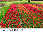 Colorful growing dutch tulips field flowerbed rows at spring day. Rows of tulip flowers. Стоковое фото, агентство Ingram Publishing / Фотобанк Лори