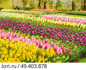 Spring flowers flowerbed - yellow, pink and violet - in dutch garden, Keukenhof, Netherlands. Spring flowers flowerbed. Стоковое фото, агентство Ingram Publishing / Фотобанк Лори