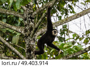Gibbon swinging on branch. Стоковое фото, агентство Ingram Publishing / Фотобанк Лори