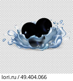 Blackberries or black currant in drops of clean water with big splash isolated realistic vector illustration on transparent background.. Blackberries or Blackcurrant in Clean Water Drops. Стоковая иллюстрация, агентство Ingram Publishing / Фотобанк Лори