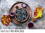 Red grape juice in glass and grape fruit.Flat lay. Glass of grape juice. Стоковое фото, агентство Ingram Publishing / Фотобанк Лори