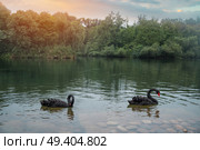 A black swan swims in a pond. China. Стоковое фото, агентство Ingram Publishing / Фотобанк Лори