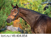 portrait of sportive warmblood horse at pine trees background. Стоковое фото, агентство Ingram Publishing / Фотобанк Лори