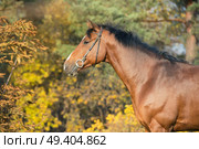 portrait of sportive warmblood horse at fall background. Стоковое фото, агентство Ingram Publishing / Фотобанк Лори