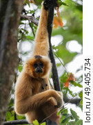 Female red-cheeked gibbon . Стоковое фото, агентство Ingram Publishing / Фотобанк Лори