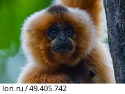 Red-cheeked gibbon or yellow-cheeked gibbon close up. Стоковое фото, агентство Ingram Publishing / Фотобанк Лори