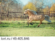running palomino welsh pony with long mane posing at freedom. Стоковое фото, агентство Ingram Publishing / Фотобанк Лори