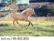 running palomino welsh pony with long mane posing at freedom. Стоковое фото, агентство Ingram Publishing / Фотобанк Лори