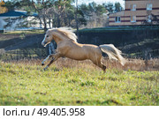 running palomino welsh pony with long mane posing at freedom. Стоковое фото, агентство Ingram Publishing / Фотобанк Лори