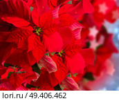 red poinsettia flower or christmas star  on blue  bokeh  background . red  poinsettia flower or christmas star . Стоковое фото, агентство Ingram Publishing / Фотобанк Лори