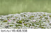 A green plant with leaves is in front of a body of water. Стоковое видео, видеограф Ярославский Максим / Фотобанк Лори