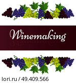 Winemaking template colorful poster with dark and light grape bunches above and below inscription on broad ribbon vector illustration. Winemaking Template Poster with Grape Bunches. Стоковая иллюстрация, агентство Ingram Publishing / Фотобанк Лори