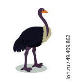 Ostrich cartoon character. Cute ostrich flat vector isolated on white background. African or australian fauna. Ostrich icon. Animal illustration for zoo ad, nature concept, children book illustrating. Стоковая иллюстрация, агентство Ingram Publishing / Фотобанк Лори
