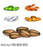 Grains on rye in big pile and small heaps of crops closeup vector colorful poster. Golden oat and wheat, green millet and white rice. Grains of Rye in Big Pile and Crops Heaps Poster. Стоковая иллюстрация, агентство Ingram Publishing / Фотобанк Лори